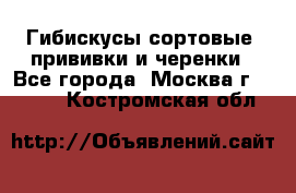 Гибискусы сортовые, прививки и черенки - Все города, Москва г.  »    . Костромская обл.